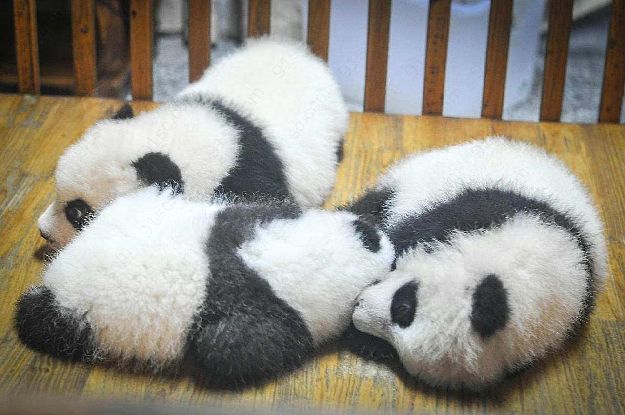 刚出生的小熊猫图片摄影高清