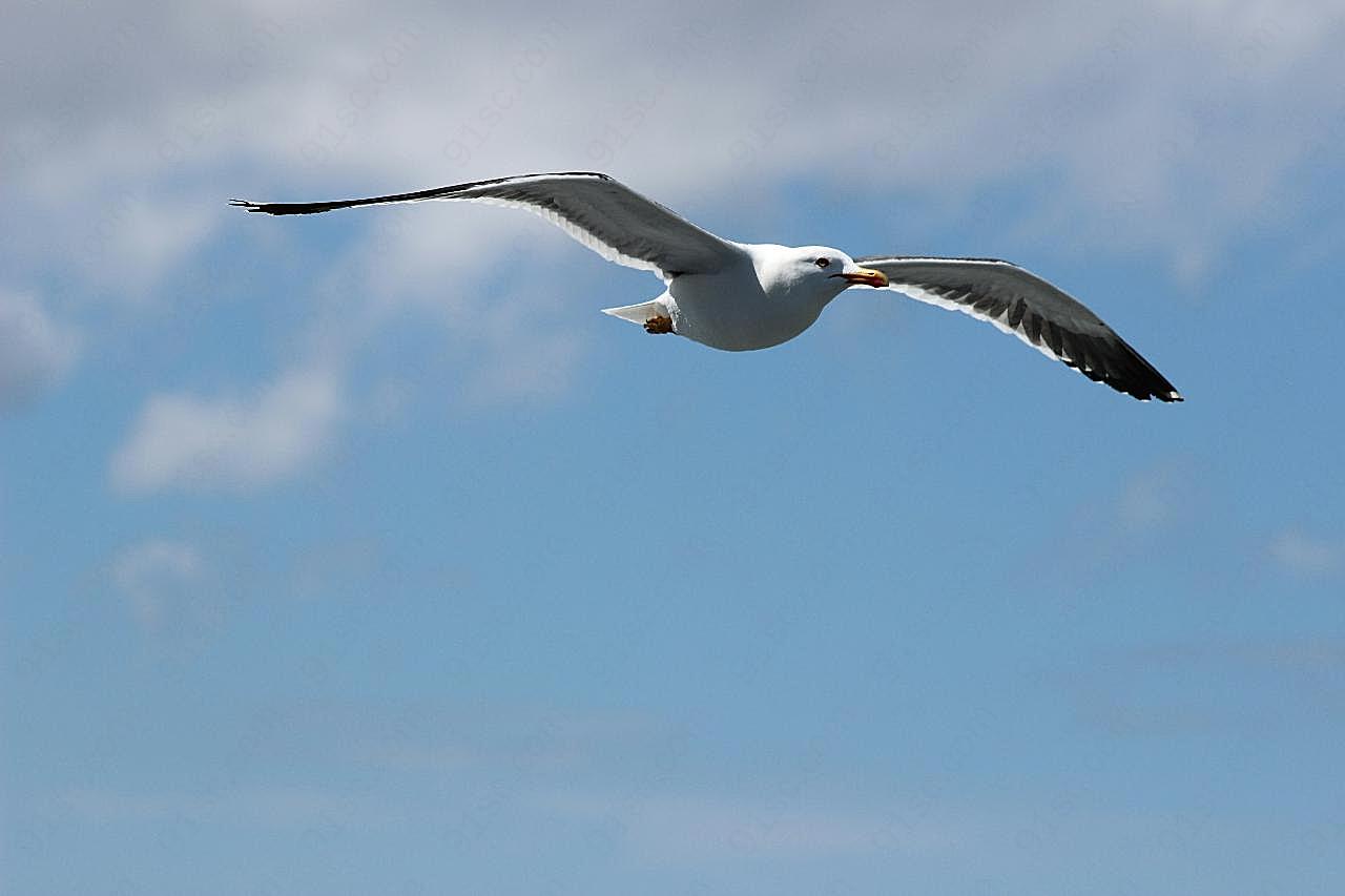 展翅高飞的海鸥图片摄影