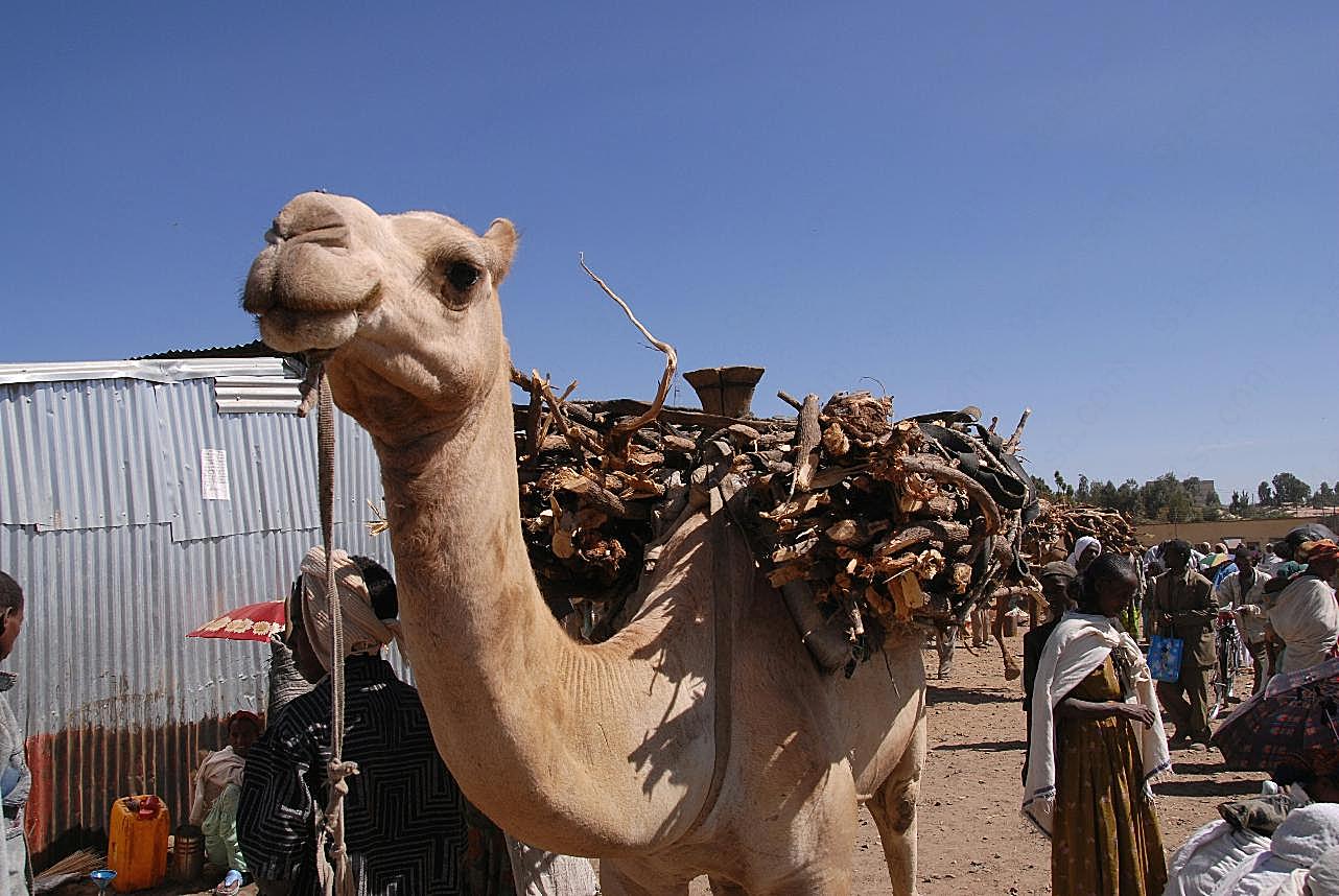 关于骆驼的图片高清