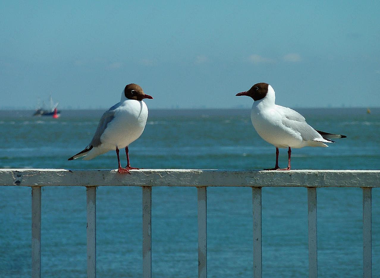 岸边两只海鸥图片飞禽世界