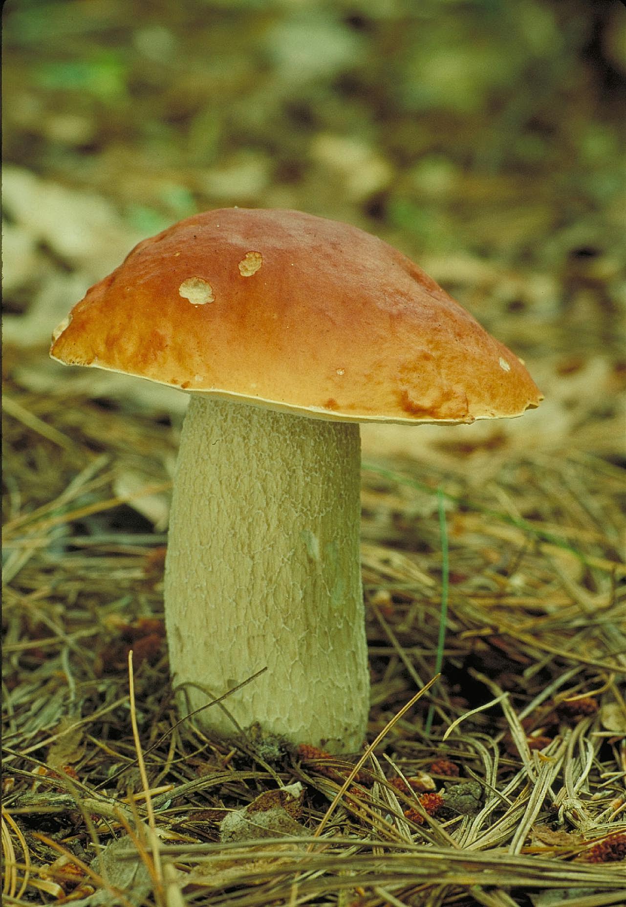 图片素材下载蘑菇