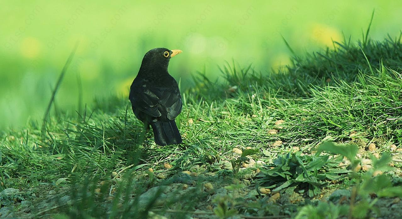 绿草地里的黑鸟图片高清