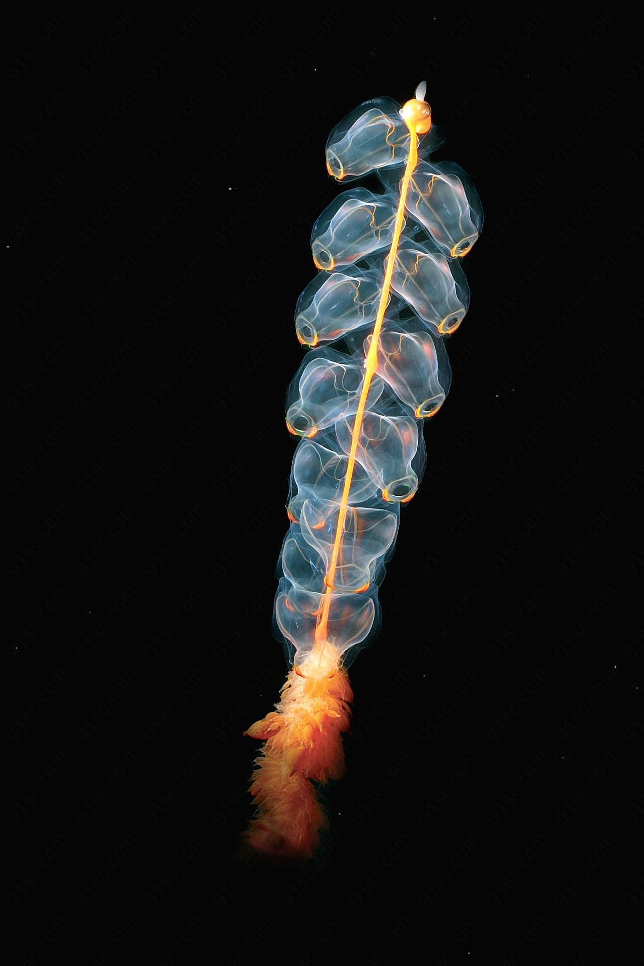 巨型管水母图片海洋生物