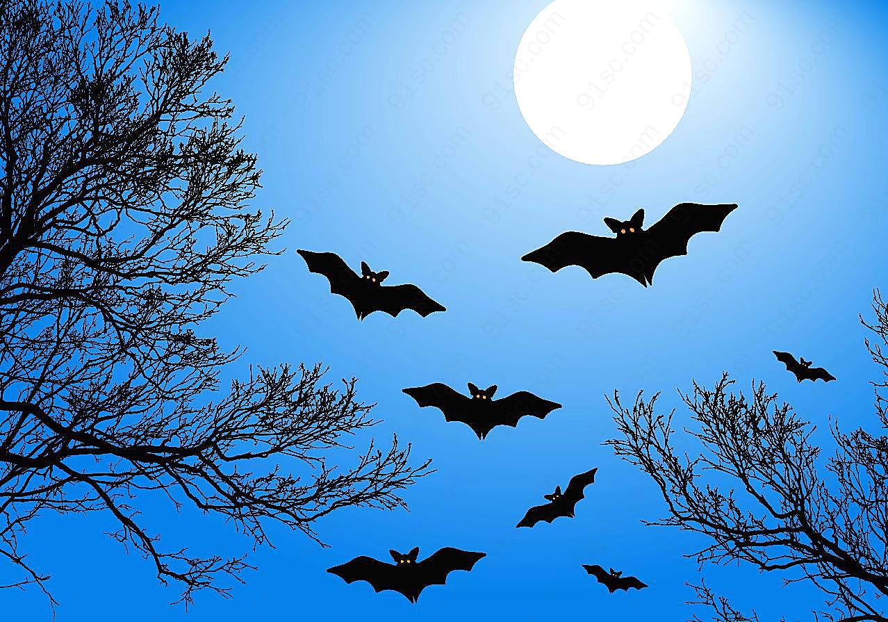 万圣节之夜蝙蝠图片节日图片大全
