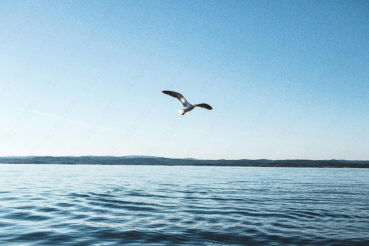 一只海鸥飞翔图片飞禽世界