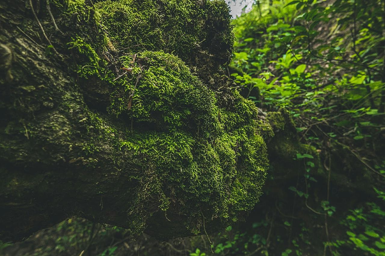 青苔藓图片欣赏花草图片