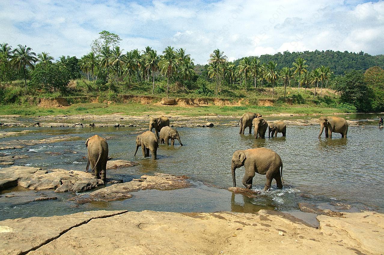 大象在喝水的图片动物图片