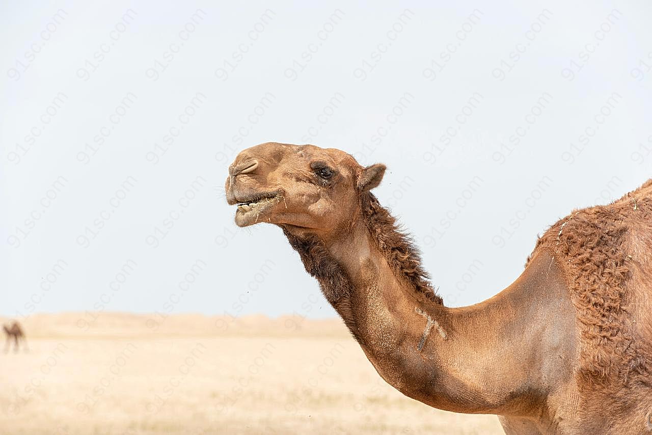 骆驼头部特写高清图片摄影