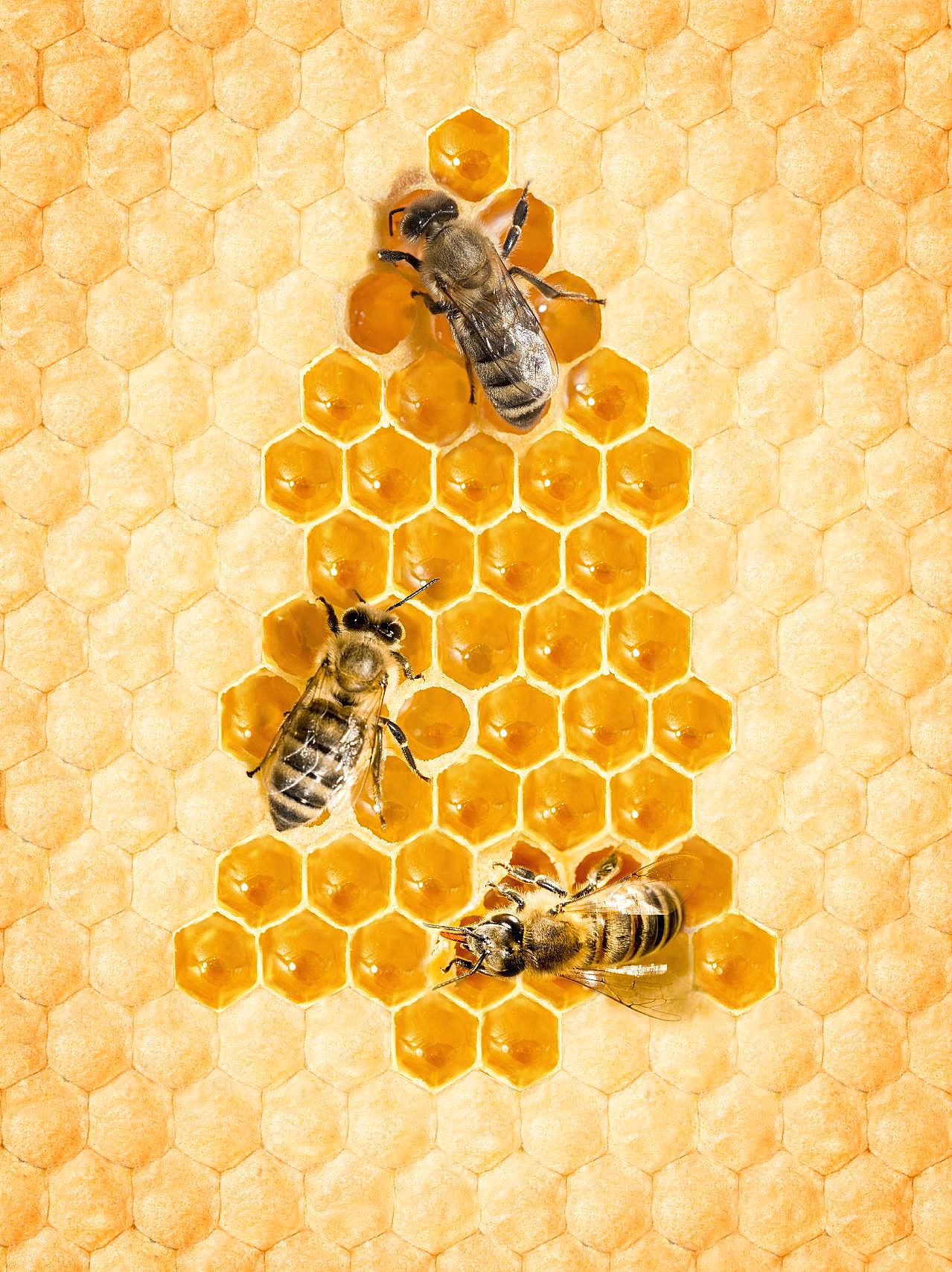 蜂巢蜜背景图片高清摄影