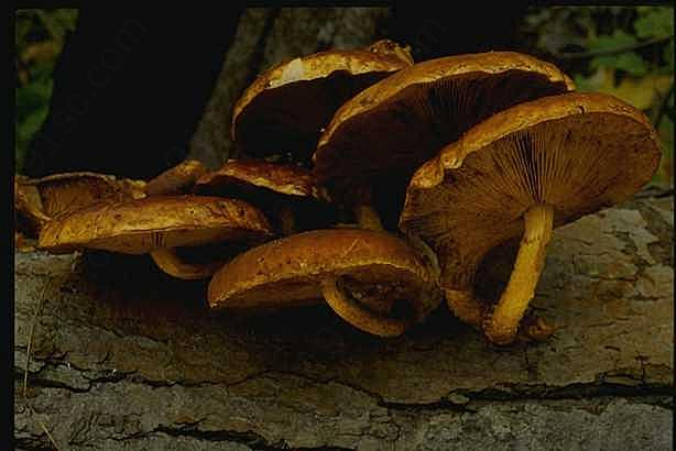 图片蘑菇
