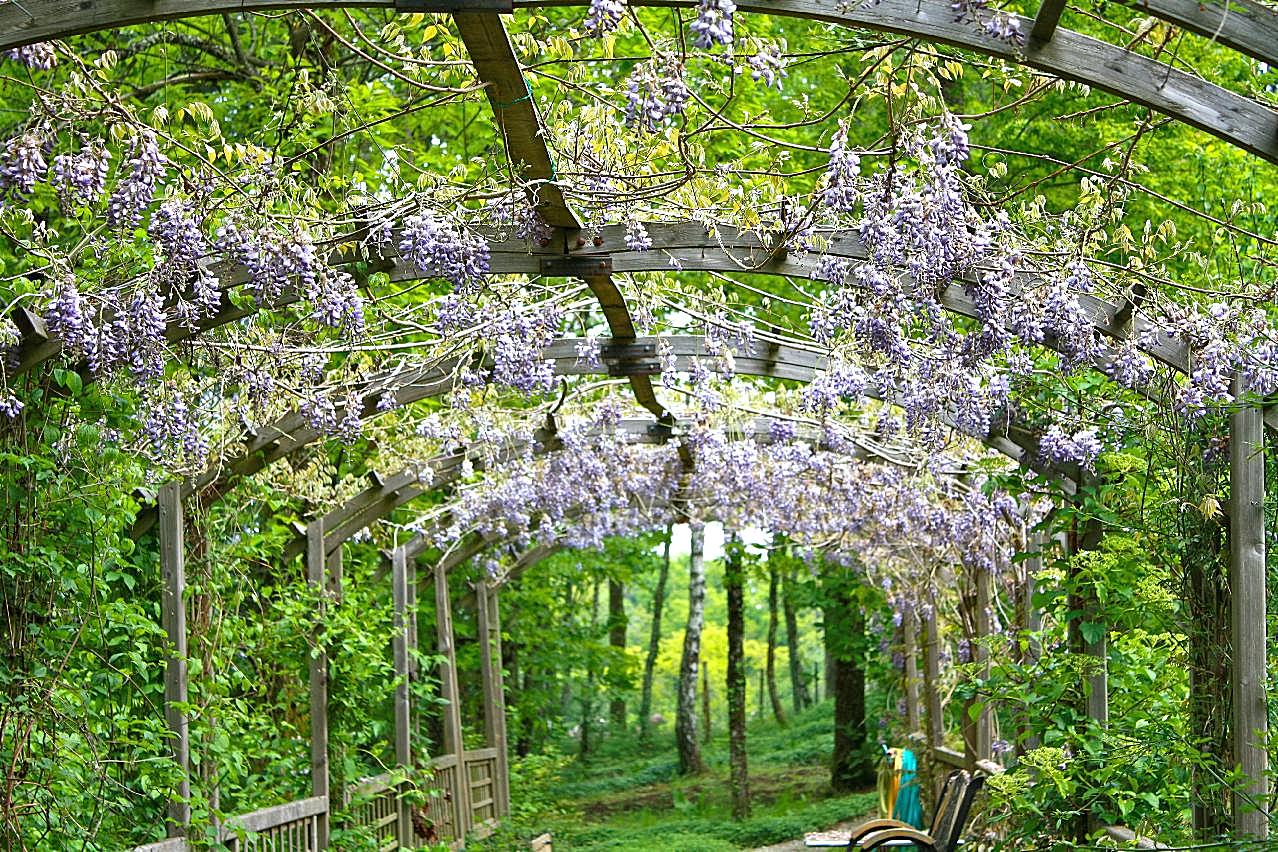 花园紫藤花图片高清摄影