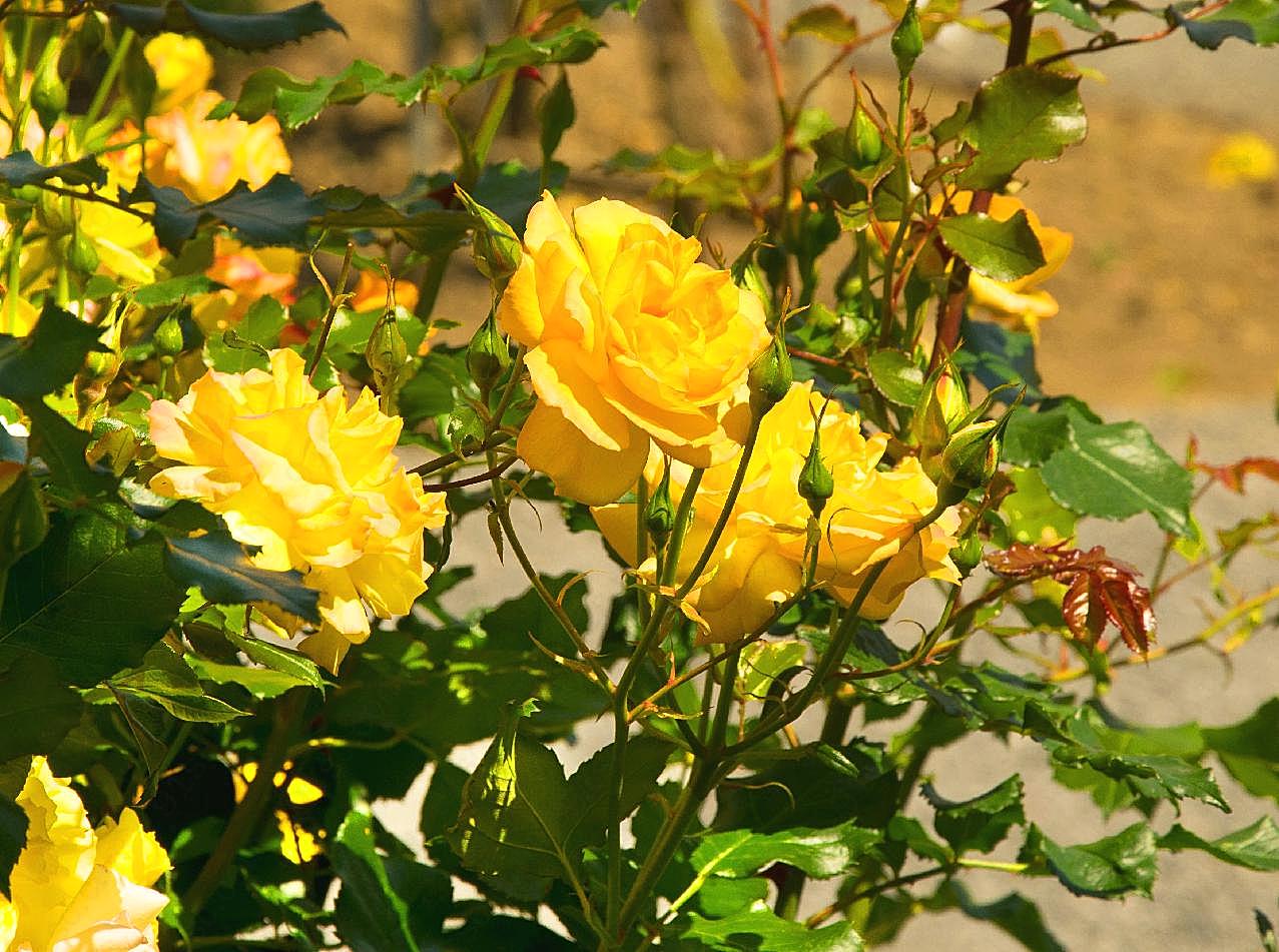 漂亮黄玫瑰图片摄影高清