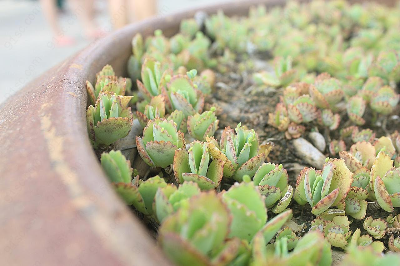 小清新肉肉植物图片花草图片