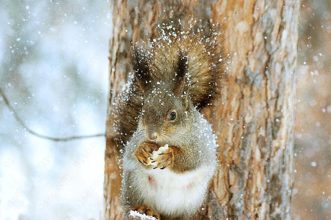可爱松鼠雪中觅食图片摄影高清