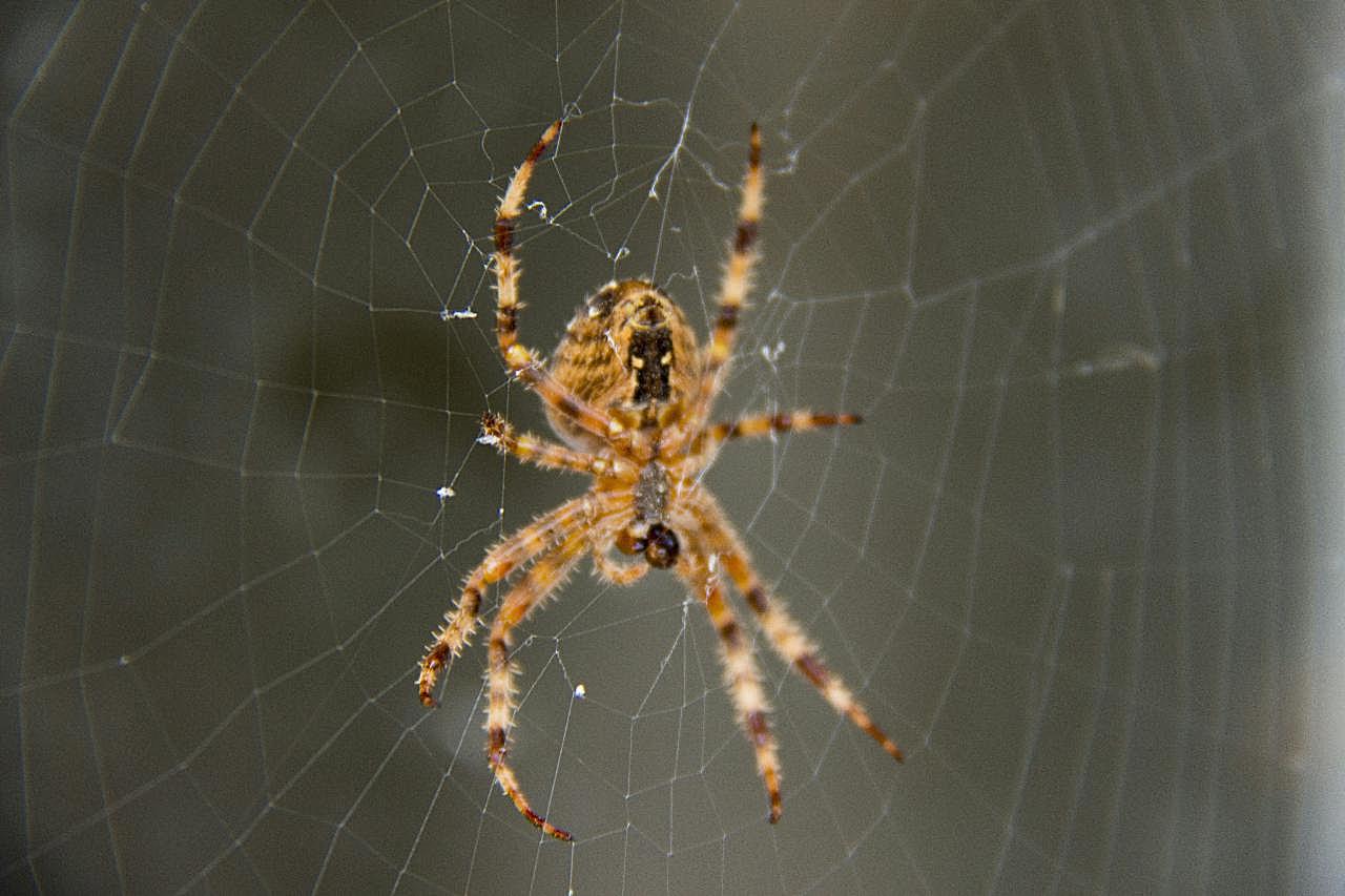 蜘蛛织网图片高清