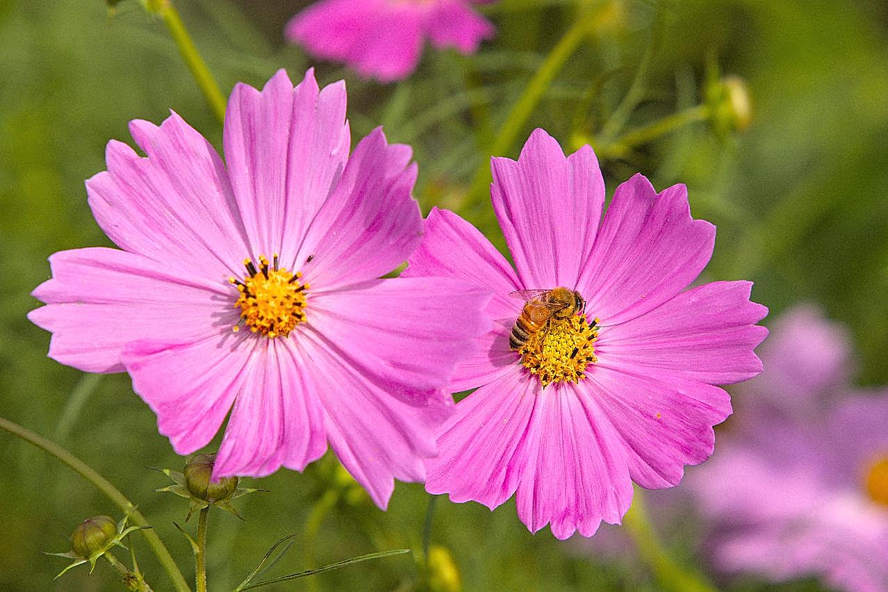 格桑花花朵绽放图片高清摄影