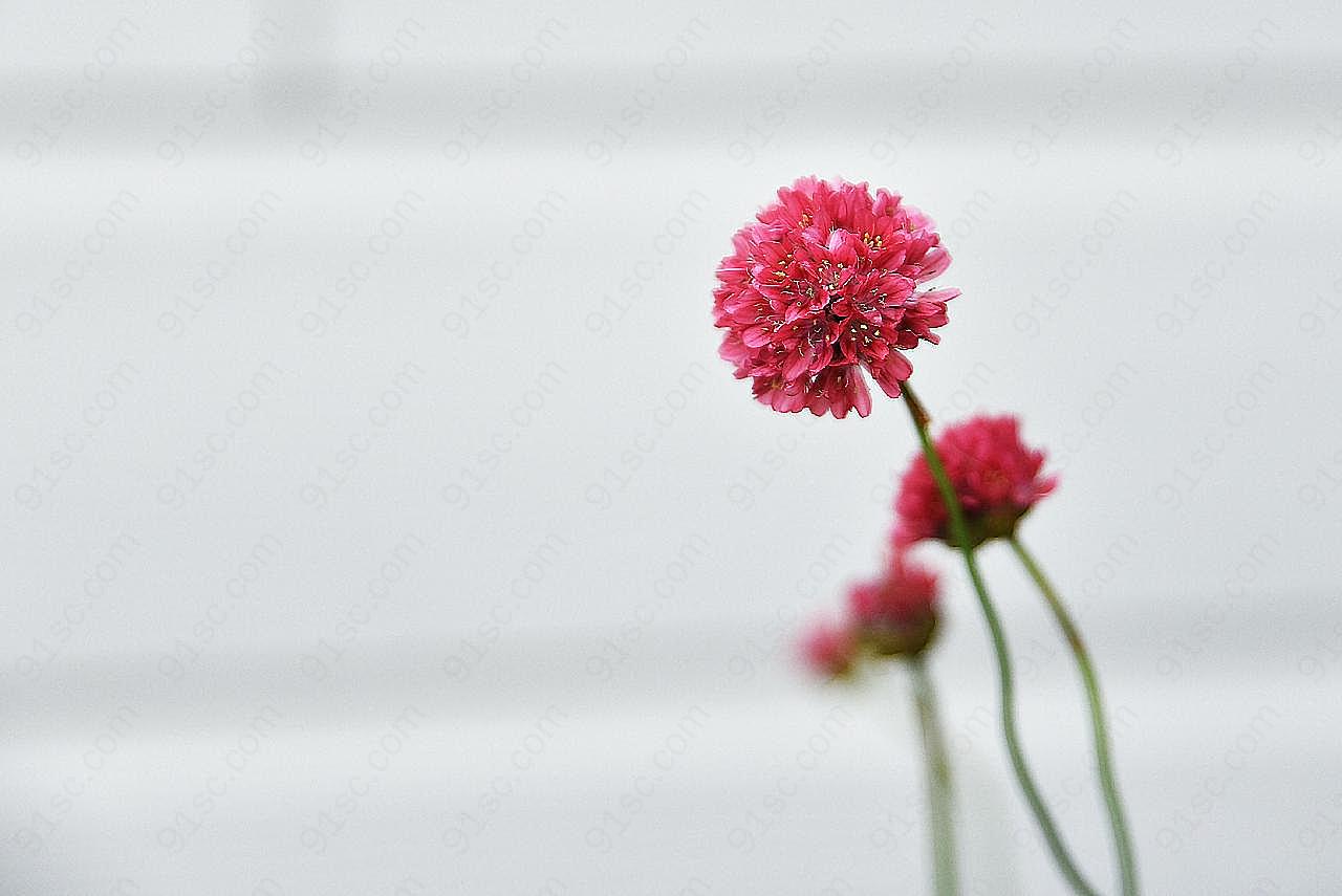 鲜花幻灯片高清