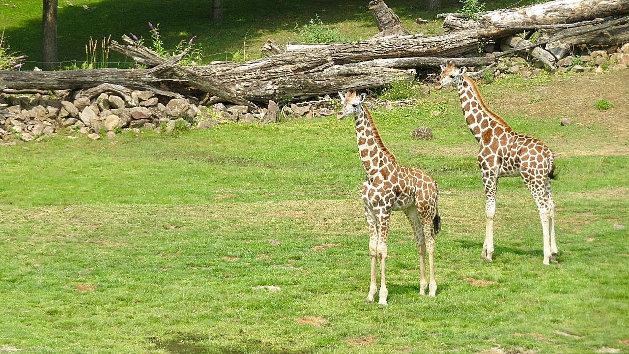 草地两只长颈鹿图片摄影高清
