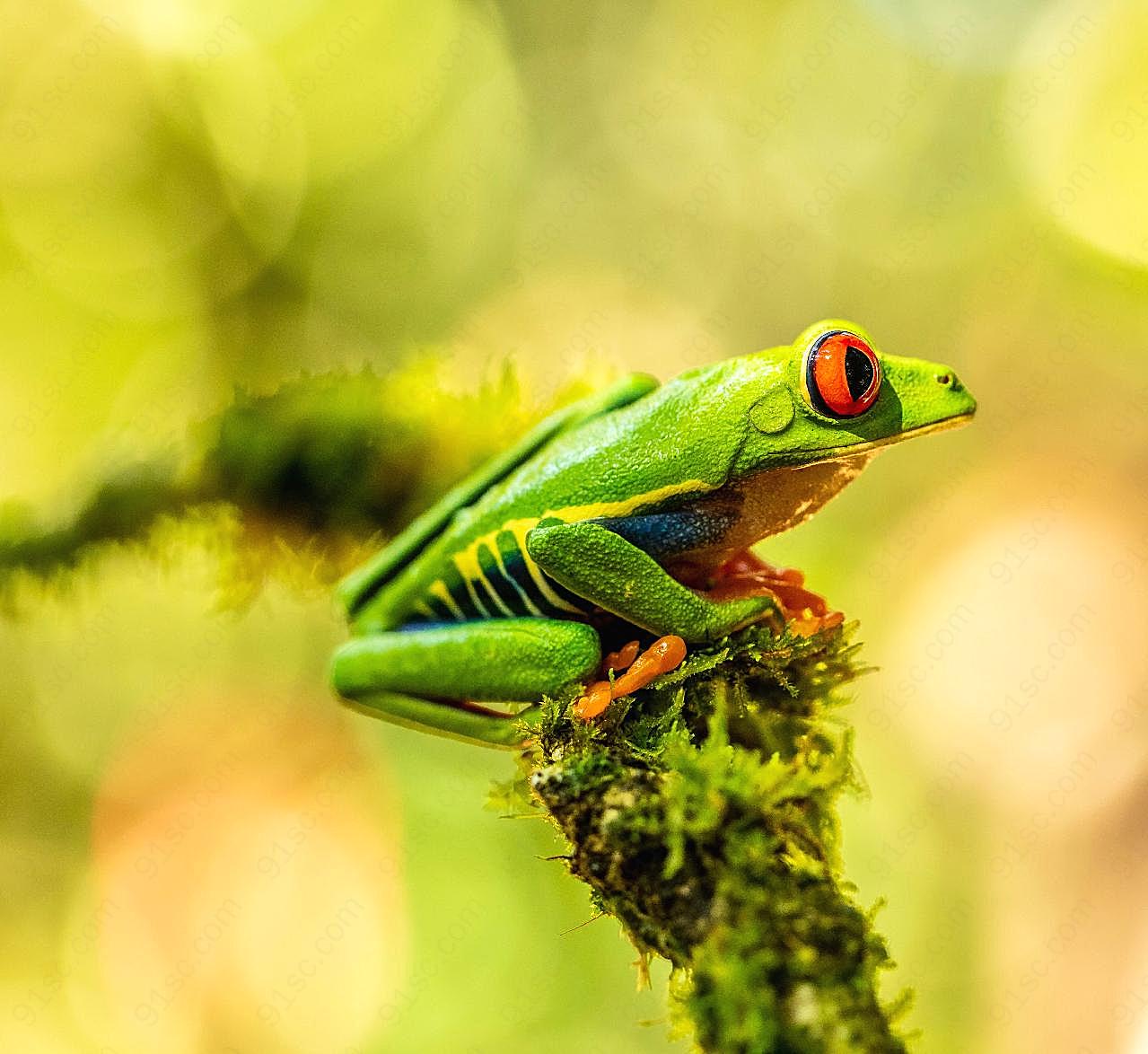 可爱绿纹树蛙图片高清摄影