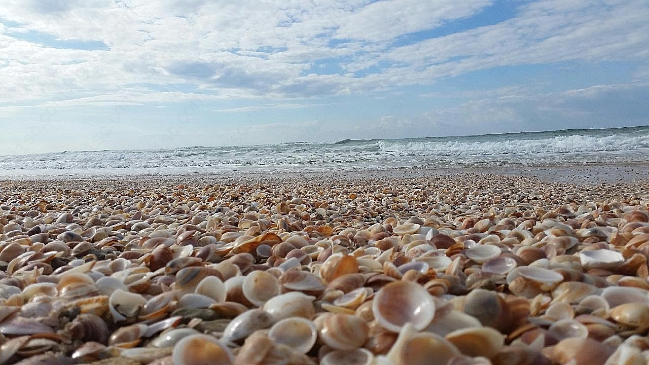 海边海滩贝壳图片摄影