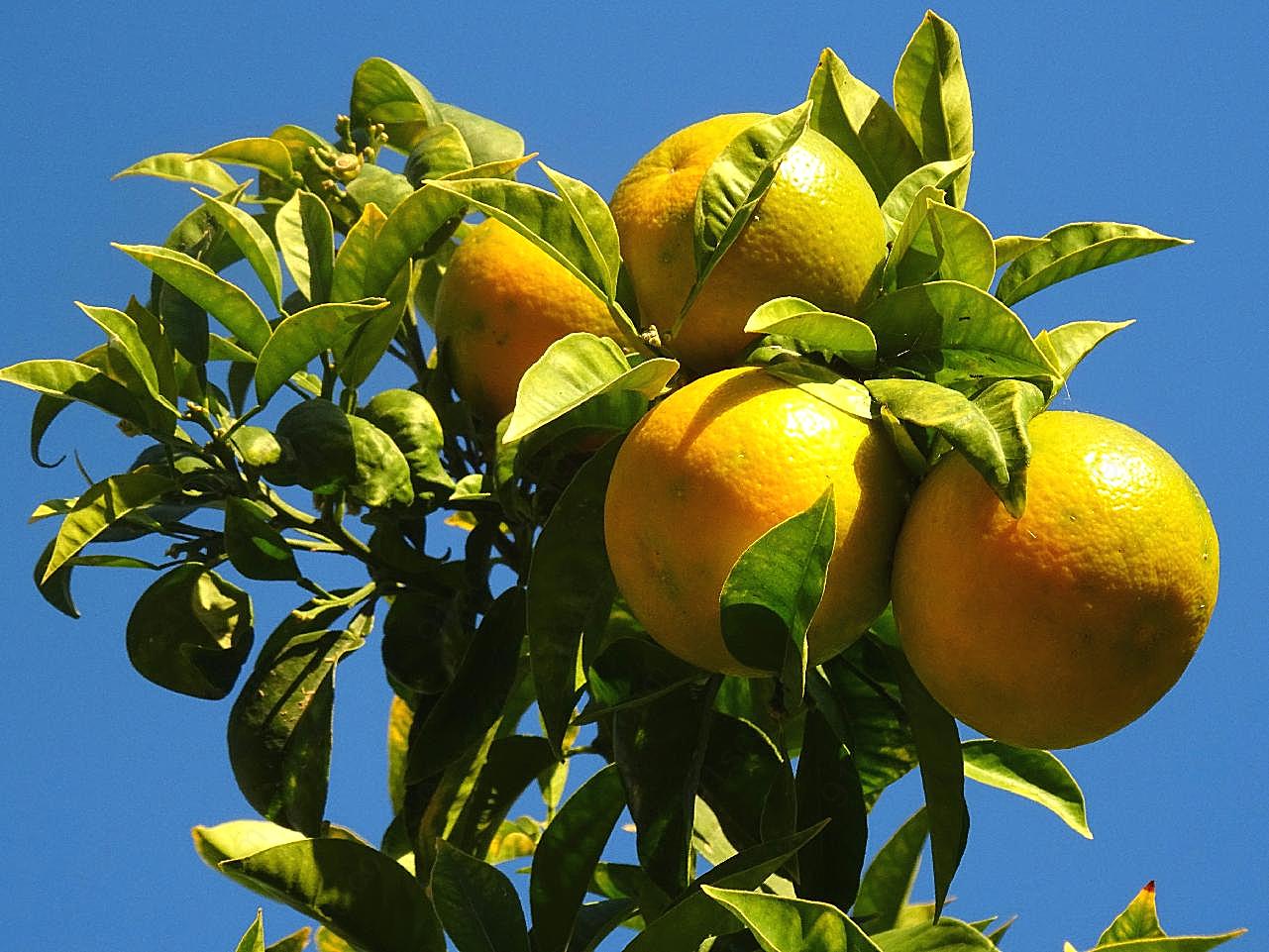 高清橙色柑橘图片水果