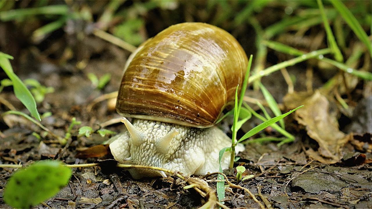 草地野生蜗牛图片爬行动物