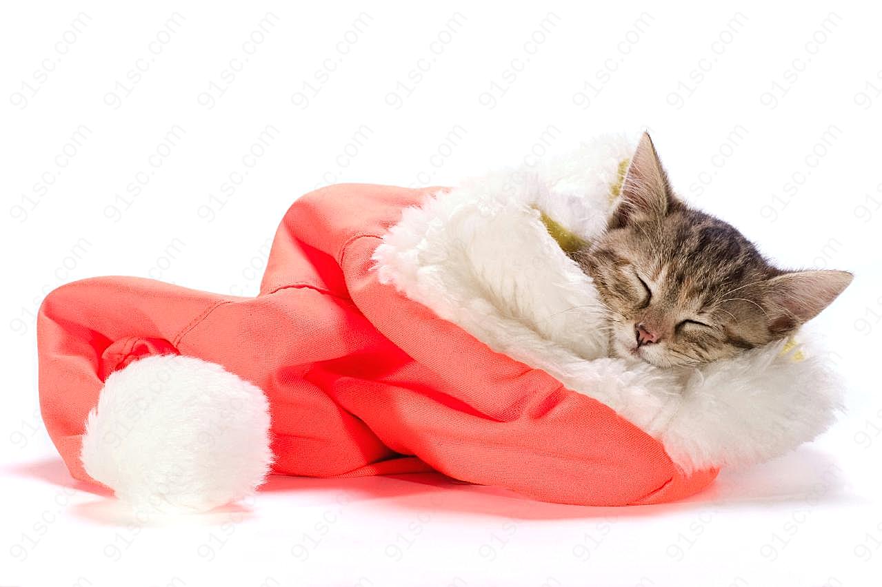 圣诞帽与猫摄影高清