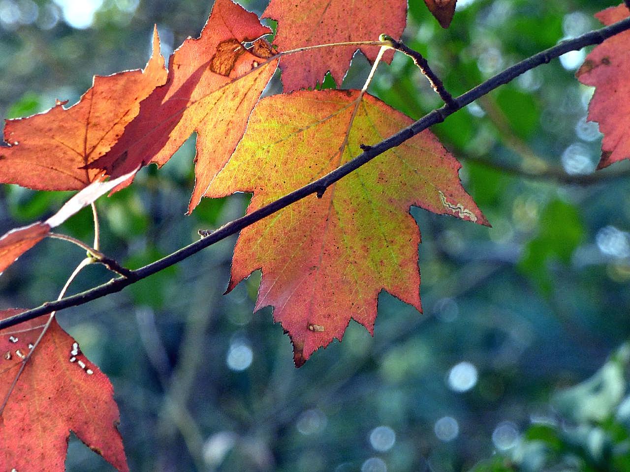 秋天红叶子摄影图片树叶