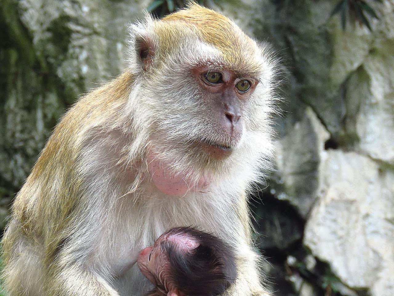 母猴哺乳图片动物图片