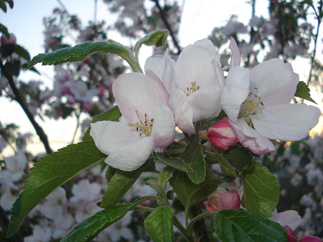 桃花花朵图片素材花卉