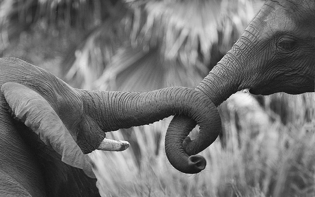 大象黑白图片动物图片