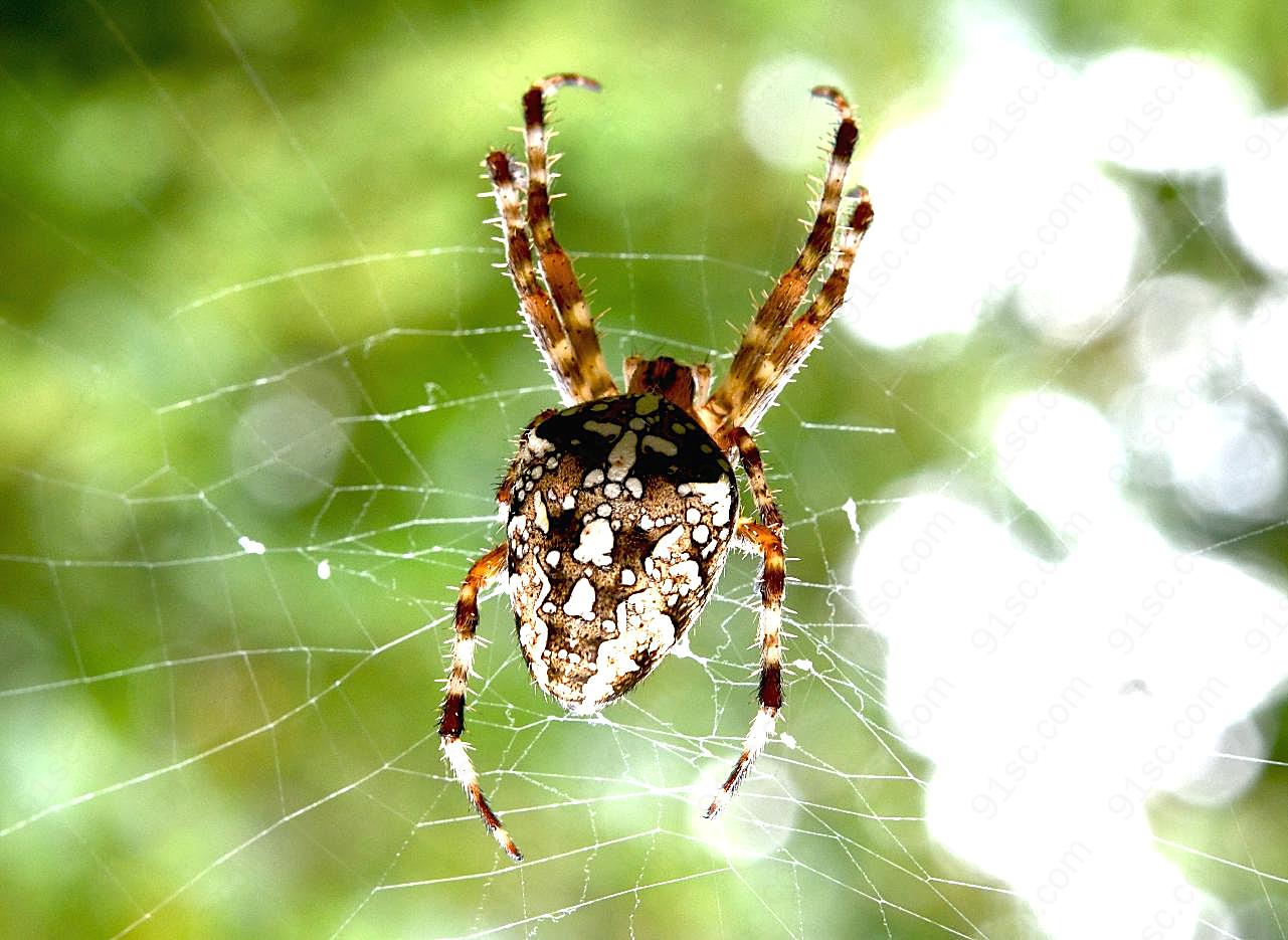 毒蜘蛛知网图片昆虫