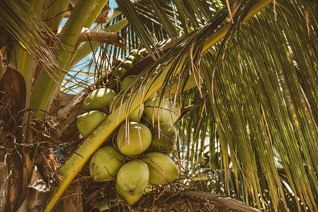 椰树上的椰子图片摄影