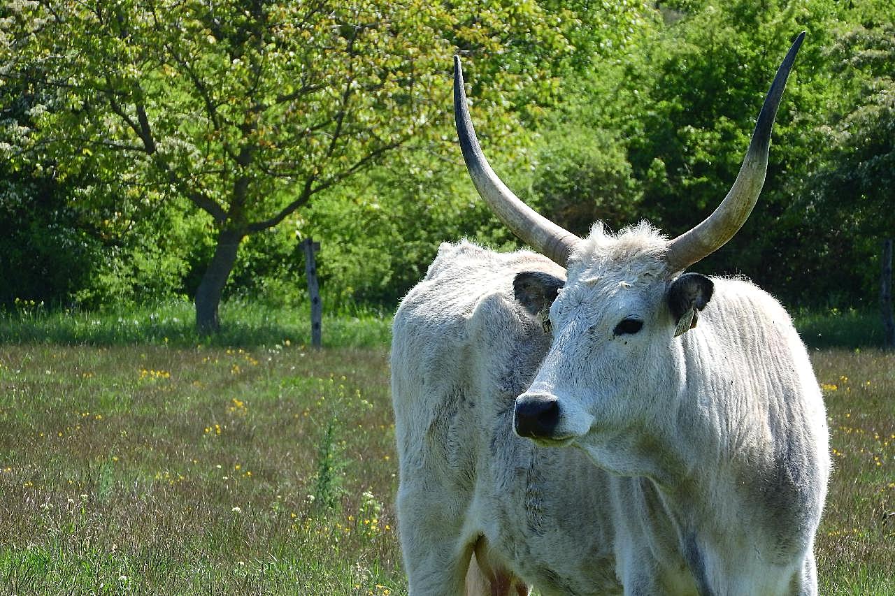 匈牙利牛图片动物图片