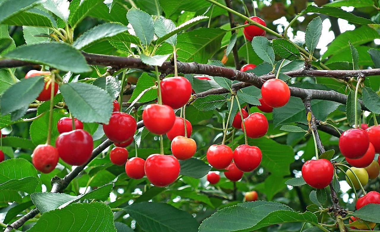 成熟红樱桃图片水果