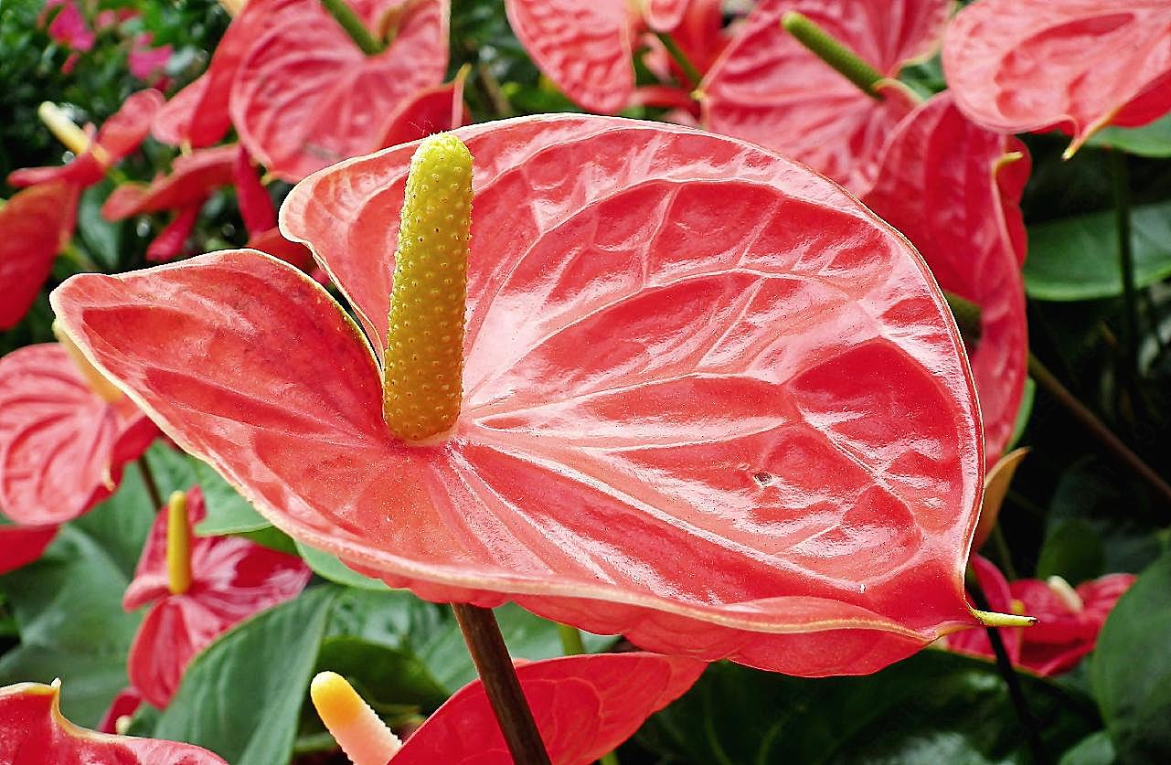 红掌植物花朵图片高清摄影