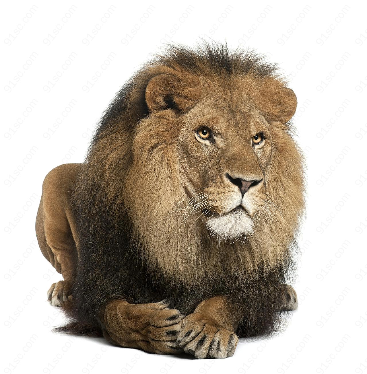 非洲狮王图片动物图片