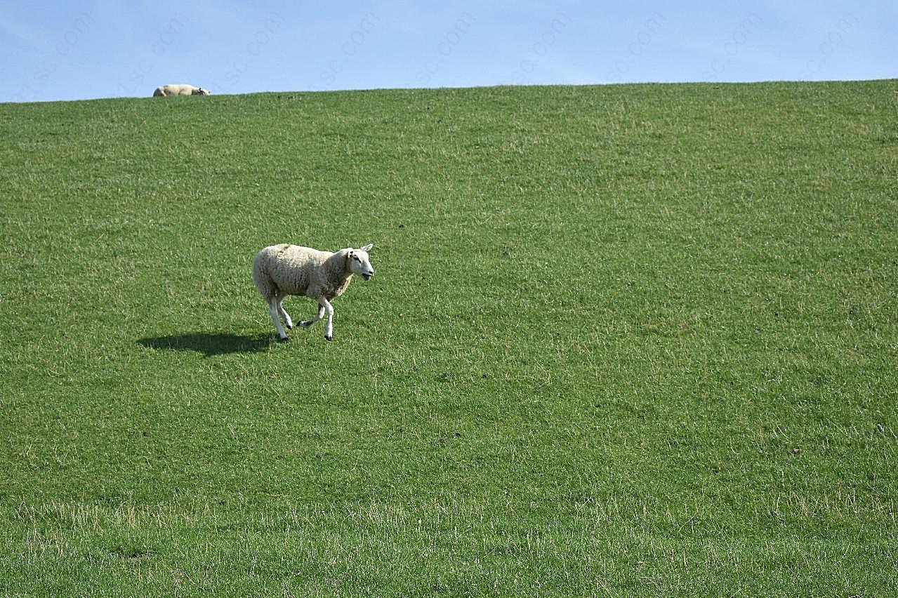 草原小绵羊图片摄影高清