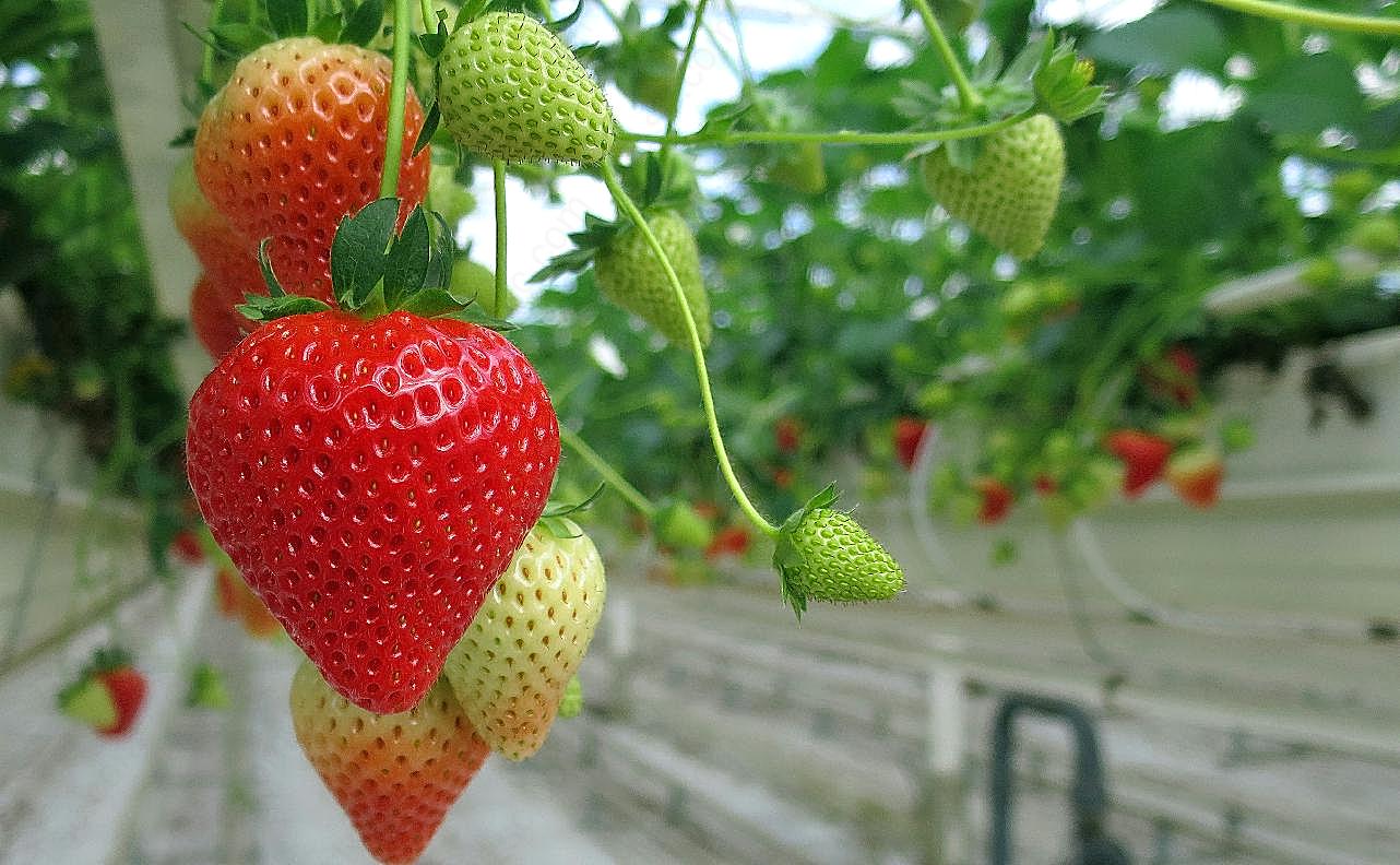 草莓园草莓图片生物