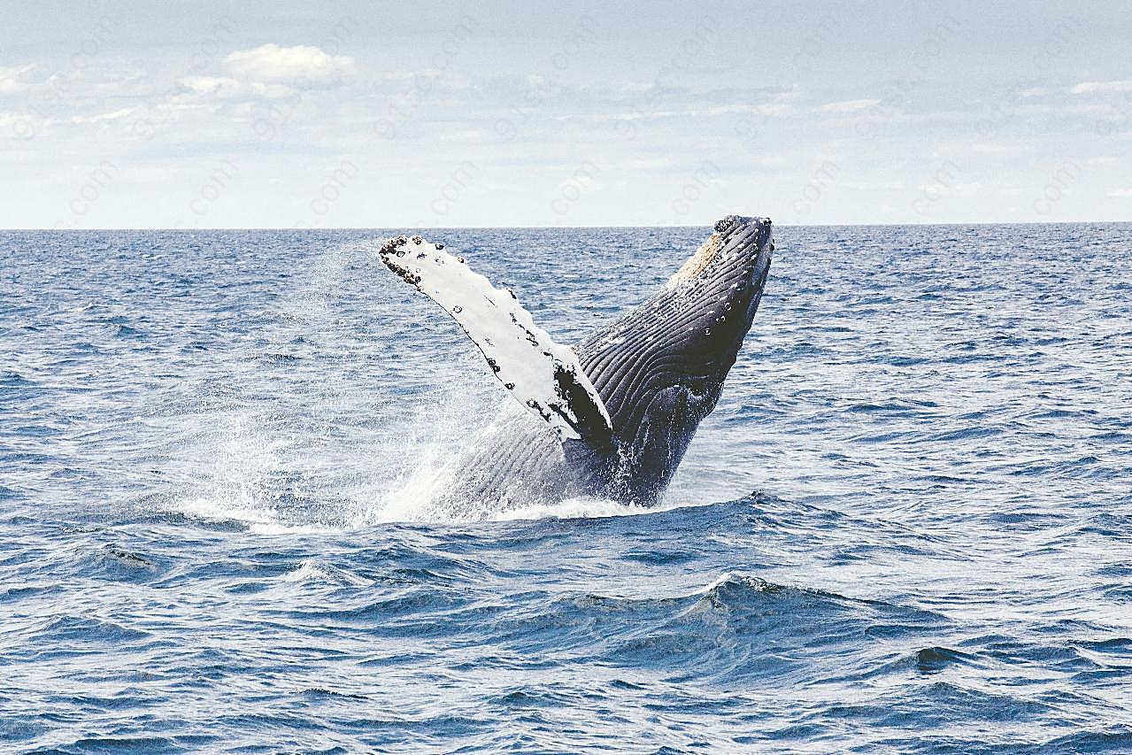 座头鲸图片摄影