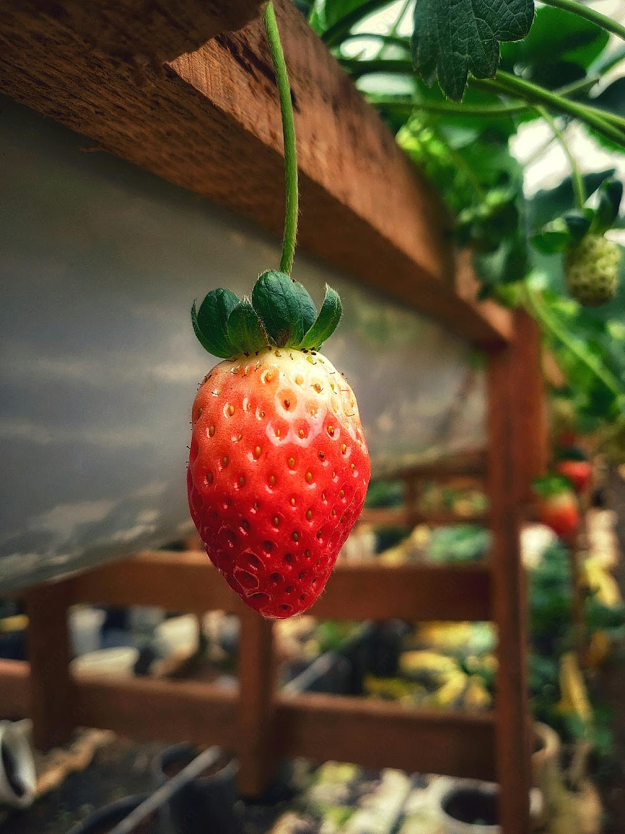 一颗鲜红草莓图片水果