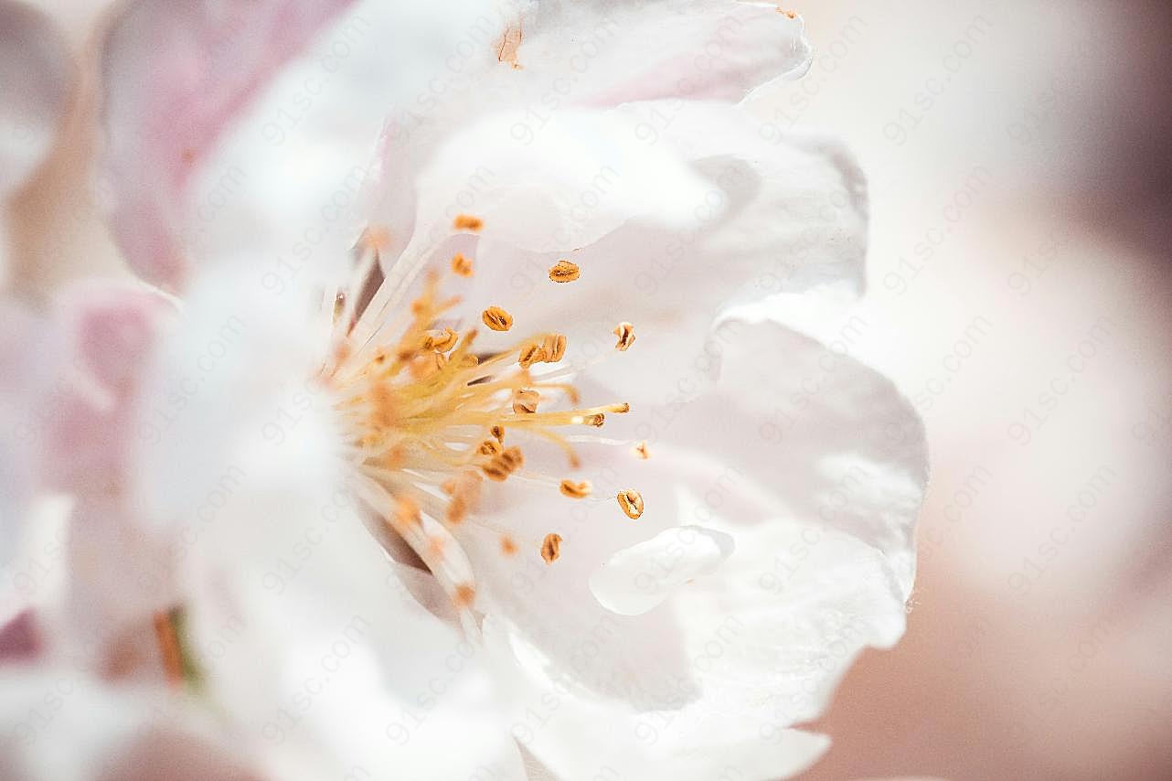 美丽的蔷薇花图片摄影高清