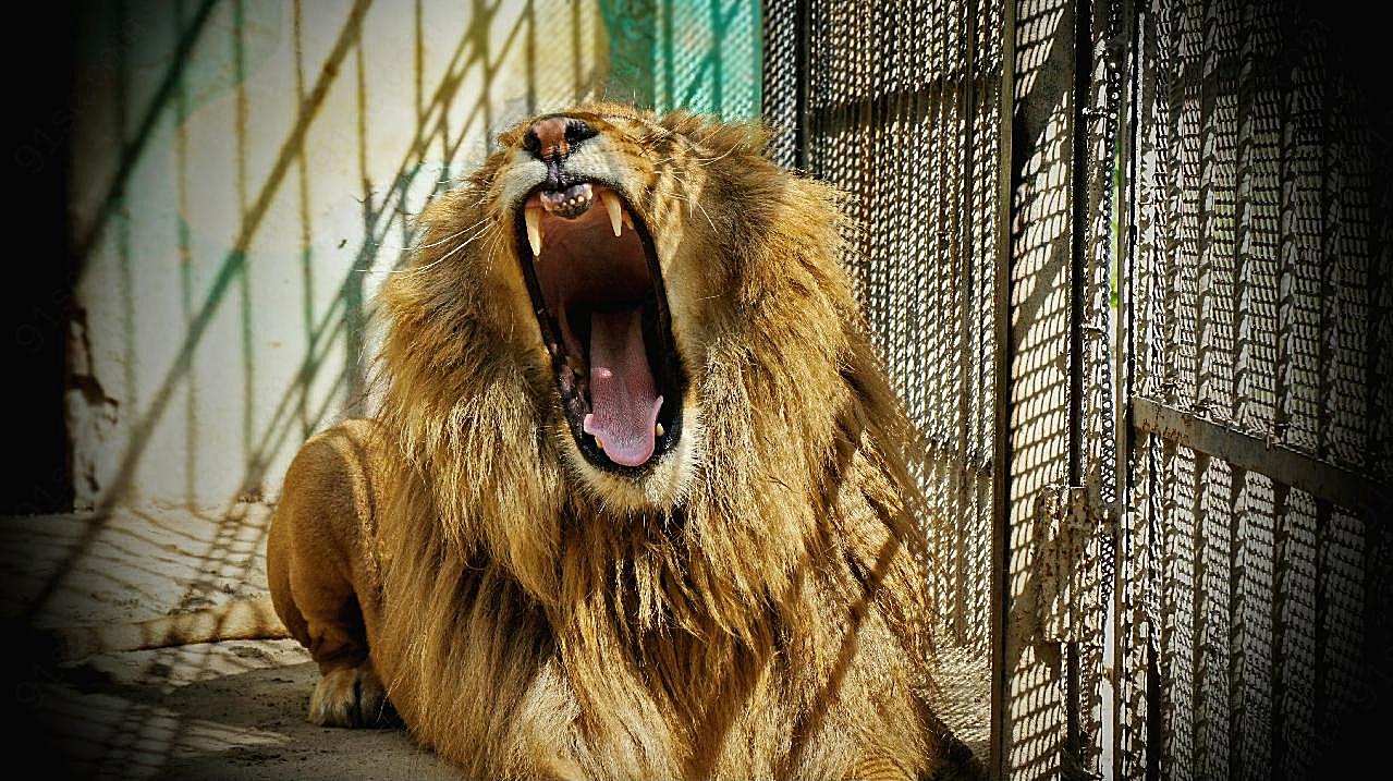 笼子里的大狮子图片摄影