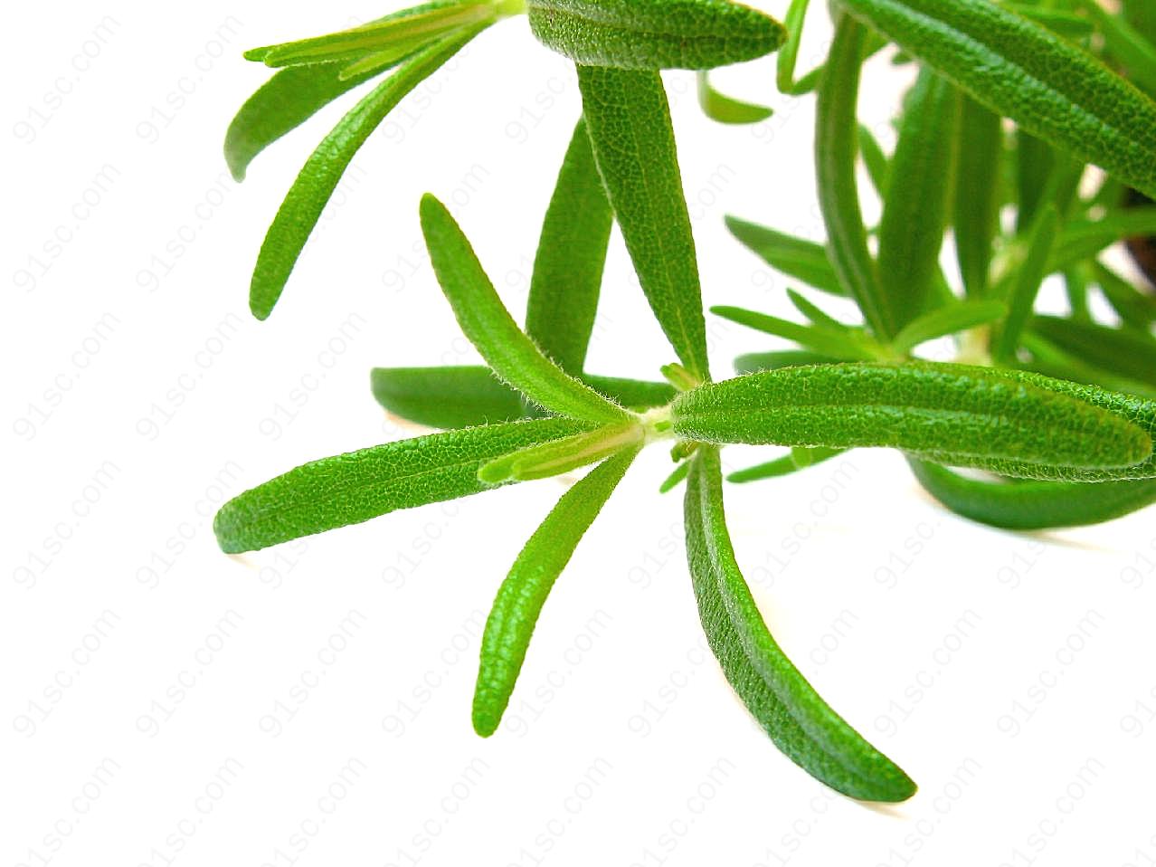 绿叶植物图片高清摄影