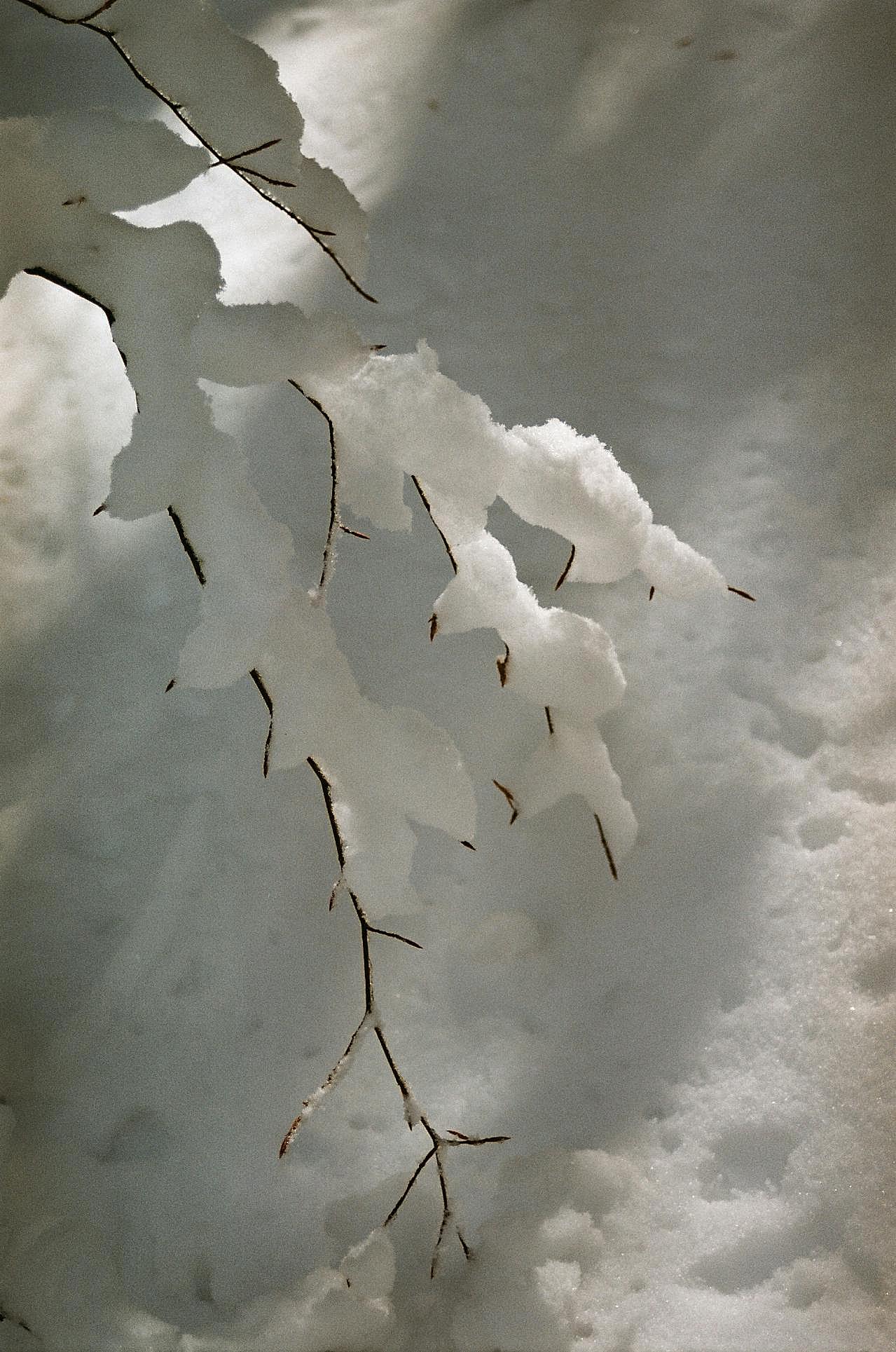 结冰的树枝图片风景