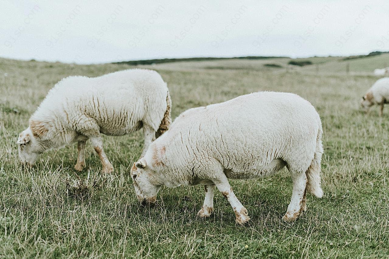 两只绵羊吃草图片高清摄影