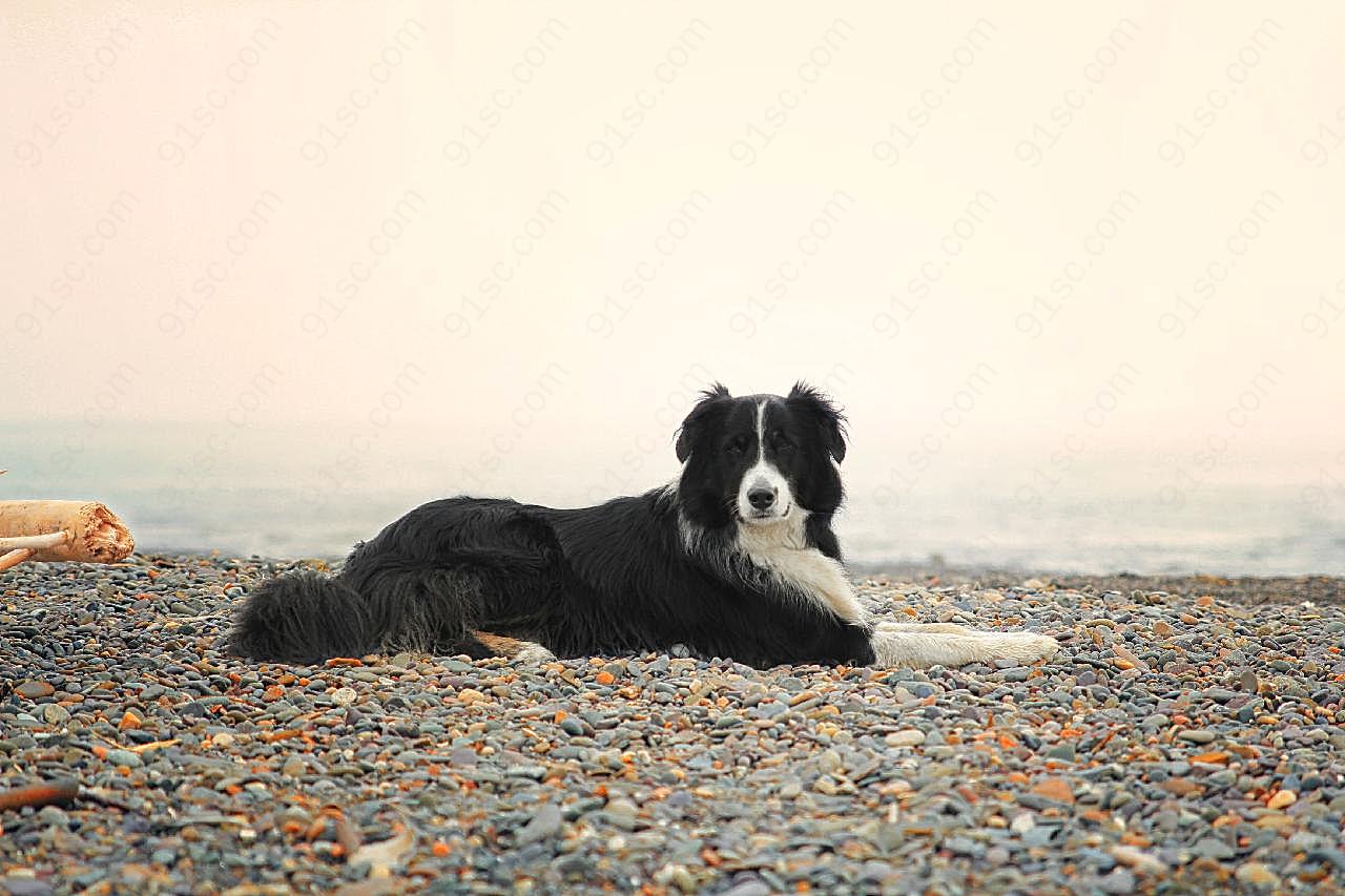 海滩上边境牧羊犬图片高清摄影
