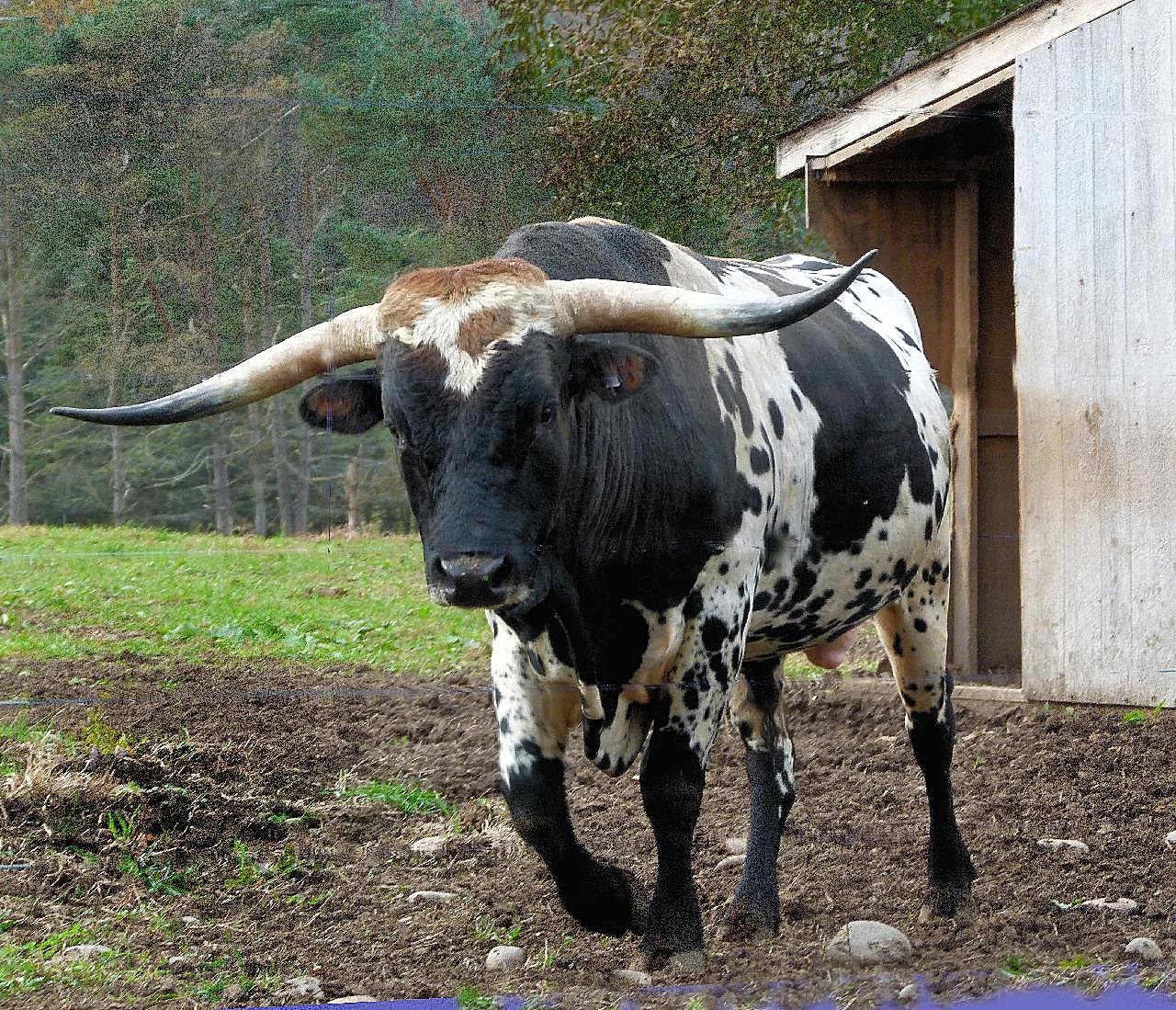 花斑公牛图片动物图片