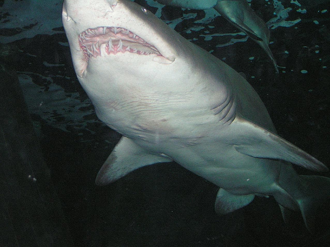 大白鲨图片高清摄影
