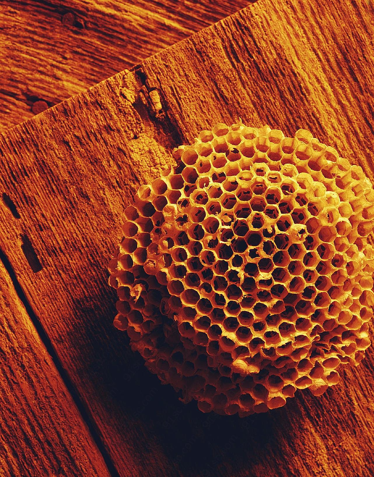 蜂巢生物